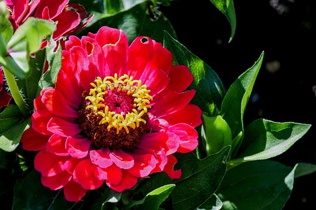 Free download Zinnia Red Flower free photo template to be edited with GIMP online image editor