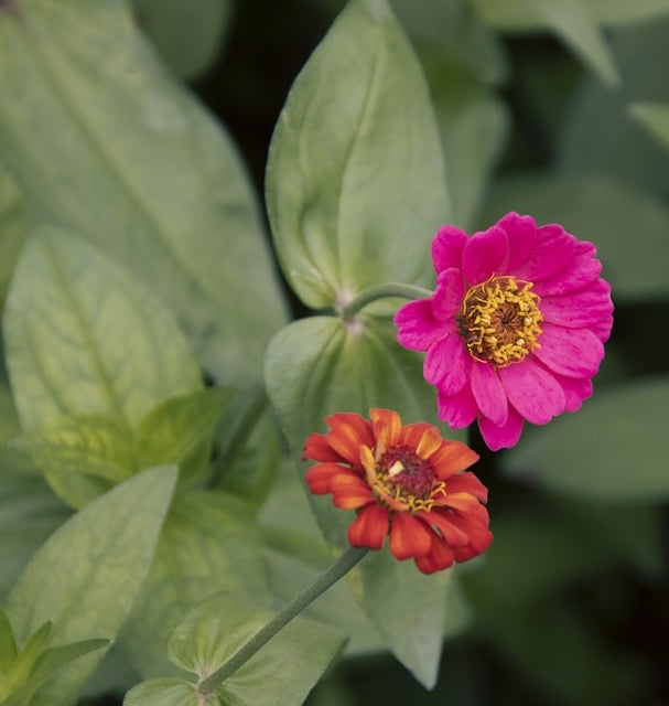 Free download zinnia red flower red zinnia garden free picture to be edited with GIMP free online image editor