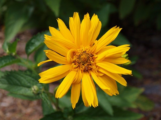 Free download Zinnia Yellow Flower -  free photo or picture to be edited with GIMP online image editor