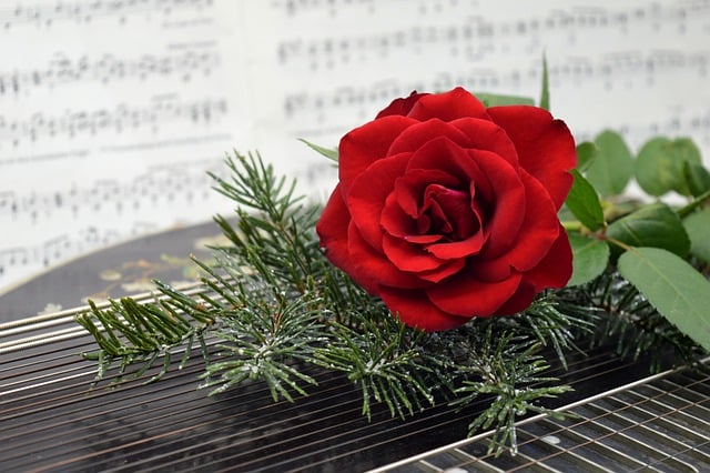 Free download zither christmas motif red rose free picture to be edited with GIMP free online image editor