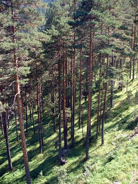 Free download Zlatibor Serbia Mountain -  free illustration to be edited with GIMP free online image editor