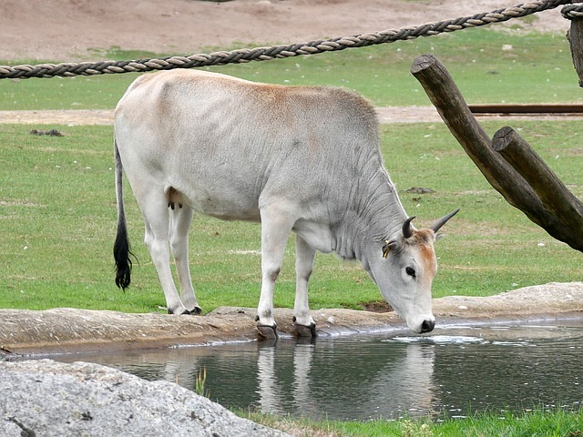 Free download zoo zebu dwarf zebu cow cattle ox free picture to be edited with GIMP free online image editor