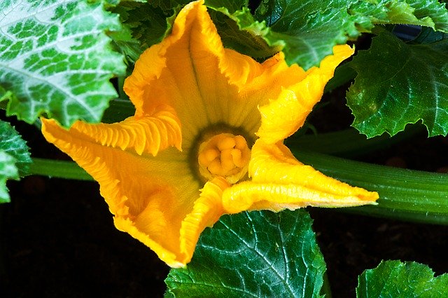 Free download Zucchini Flower Macro -  free photo or picture to be edited with GIMP online image editor