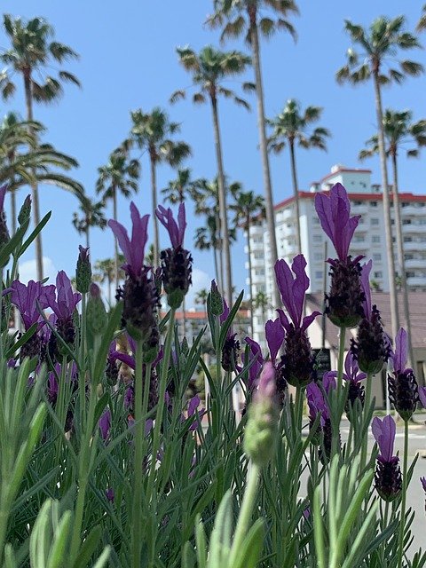 Free download Zushi Marina Lavender Palm Trees -  free photo or picture to be edited with GIMP online image editor