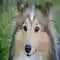 Dog Shetland Sheepdog Animal