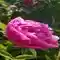 Цветок Пион Pink