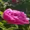 Flower Peony Pink