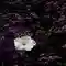 Blume Violett Lila