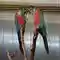 Vẹt đuôi dài Aviary Exotic