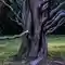 ریشه زیبایی شناسی درخت