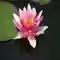 Bunga Kolam Air Lily