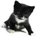 Adorable Kitten Theme 3  screen for extension Chrome web store in OffiDocs Chromium