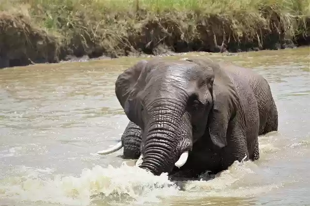 Free download African Elephant Wet -  free photo or picture to be edited with GIMP online image editor