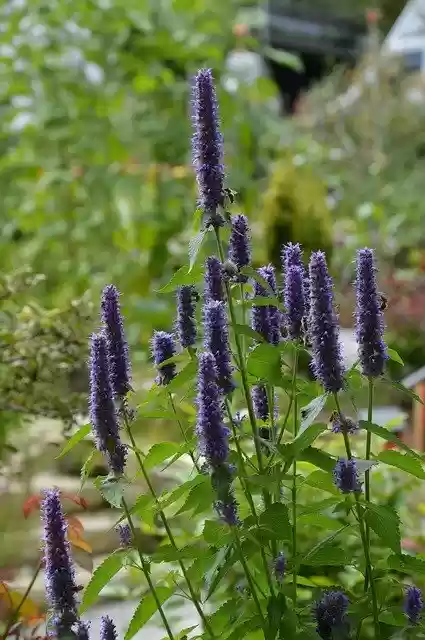 免费下载 Agastache Blossom Bloom Bees 免费照片模板，可使用 GIMP 在线图像编辑器进行编辑