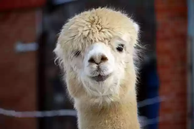 Free download Alpaca Animal -  free photo or picture to be edited with GIMP online image editor