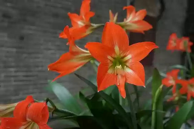 Free download Amaryllis Red Flower China -  free photo or picture to be edited with GIMP online image editor