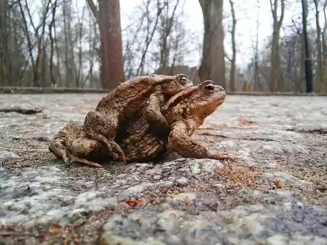 Free download Ampleksus Amphibians A Toad The -  free photo or picture to be edited with GIMP online image editor