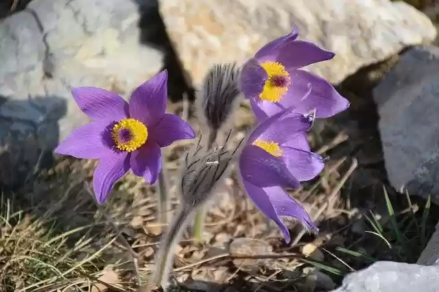 Ücretsiz indir Anemone Pulsatilla Grandis Purple - GIMP çevrimiçi resim düzenleyici ile düzenlenecek ücretsiz fotoğraf veya resim