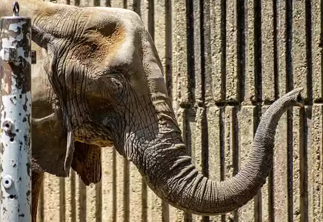 Free download animal elephant mammal trunk zoo free picture to be edited with GIMP free online image editor