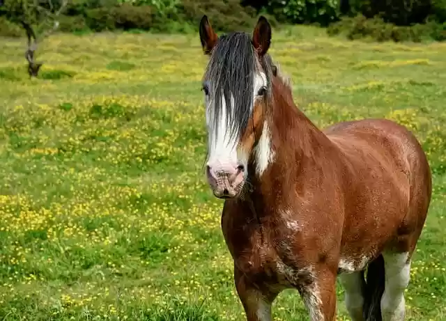 Free download animal horse mammal equine meadow free picture to be edited with GIMP free online image editor