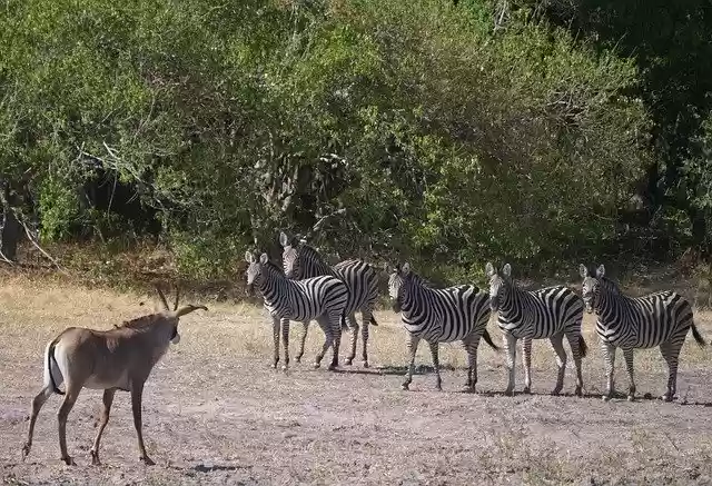 Unduh gratis Antelope Impala Zebras - foto atau gambar gratis untuk diedit dengan editor gambar online GIMP