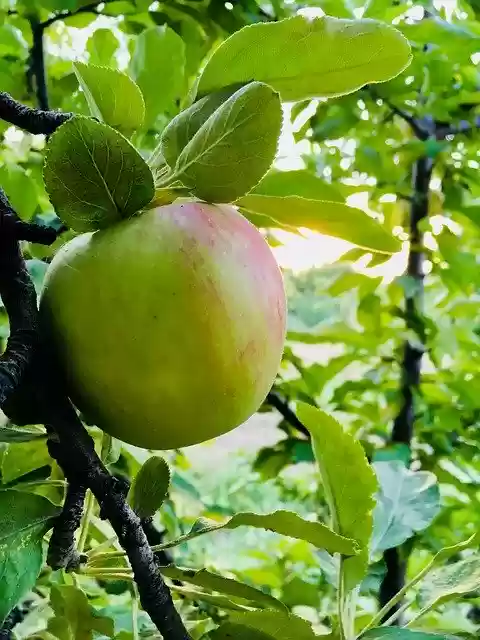 Tải xuống miễn phí Apple Garden Fruit - ảnh hoặc ảnh miễn phí được chỉnh sửa bằng trình chỉnh sửa ảnh trực tuyến GIMP