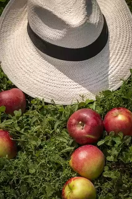 免费下载 Apple Hat Harvest - 使用 GIMP 在线图像编辑器编辑的免费照片或图片