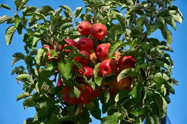 Téléchargement gratuit Apple Plantation Fruit - photo ou image gratuite à éditer avec l'éditeur d'images en ligne GIMP