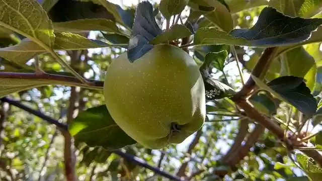 Free download Apples Green Apple -  free photo or picture to be edited with GIMP online image editor