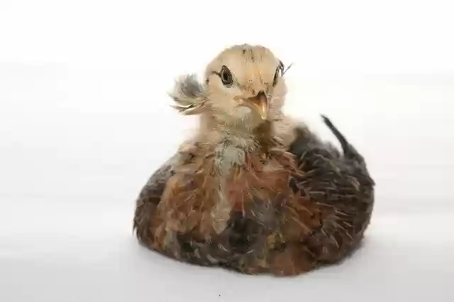 免费下载 Araucana Chicks Easter - 可使用 GIMP 在线图像编辑器编辑的免费照片或图片