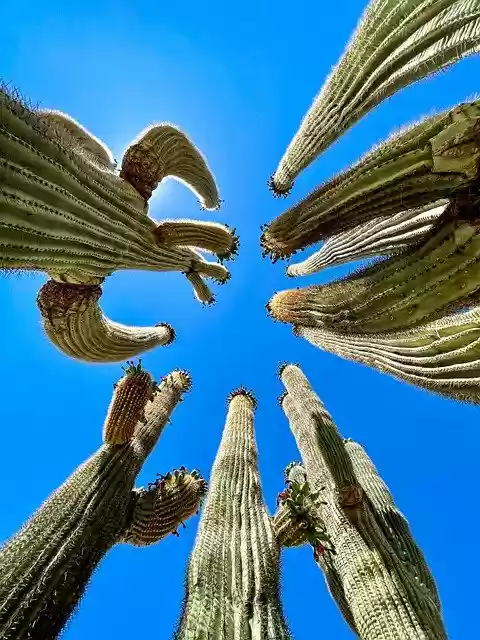 Free download arizona cactus saguaro desert sky free picture to be edited with GIMP free online image editor