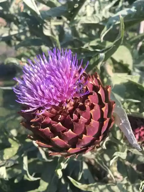 Free download Artichoke Edible Flower -  free free photo or picture to be edited with GIMP online image editor