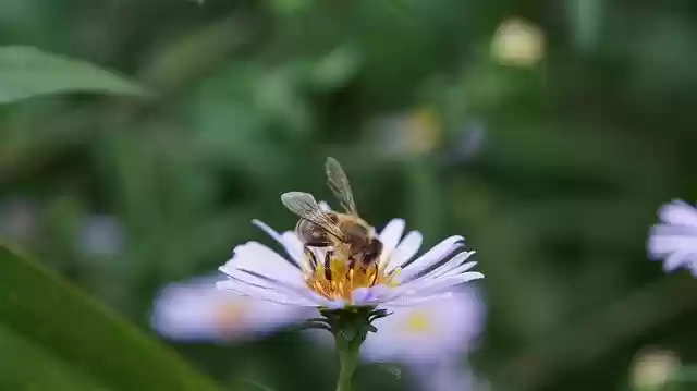 Free download Aster Astra Chamomile -  free photo or picture to be edited with GIMP online image editor