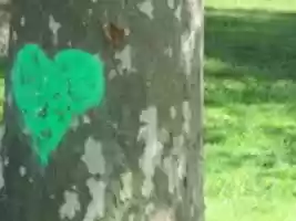 Unduh gratis A Tree Trunk with a Green Heart foto atau gambar gratis untuk diedit dengan editor gambar online GIMP