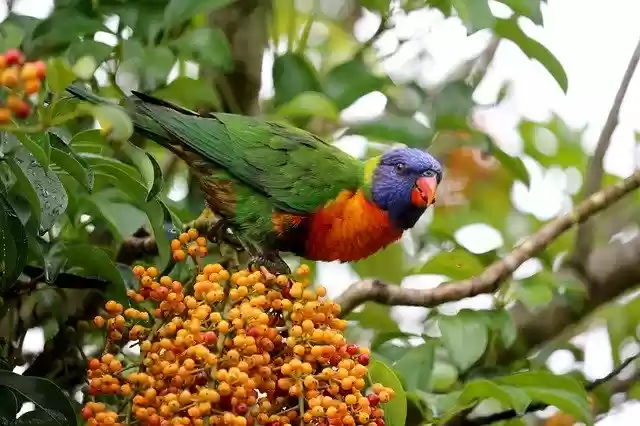 Free download Australia Parrot Animal World free photo template to be edited with GIMP online image editor