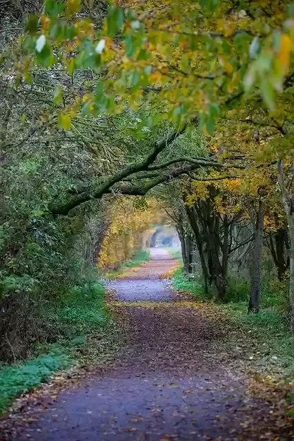 Free download Autumn Colours Pathway -  free free photo or picture to be edited with GIMP online image editor