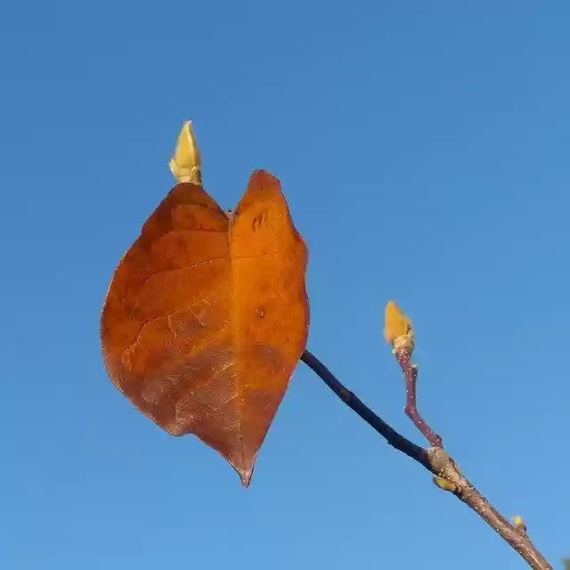 বিনামূল্যে ডাউনলোড করুন Autumn Leaf Sheet Orange - বিনামূল্যে ছবি বা ছবি GIMP অনলাইন ইমেজ এডিটর দিয়ে সম্পাদনা করা হবে