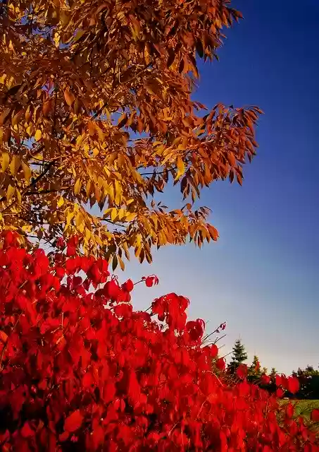 Autumn Leaves  screen for extension Chrome web store in OffiDocs Chromium