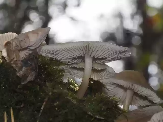 Free download Autumn Mushrooms Moss Forest -  free free photo or picture to be edited with GIMP online image editor