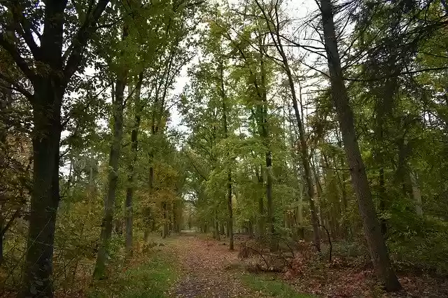 Free download Autumn Path Forest -  free free photo or picture to be edited with GIMP online image editor