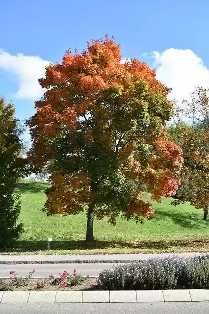 免费下载 Autumn Tree - 可使用 GIMP 在线图像编辑器编辑的免费照片或图片