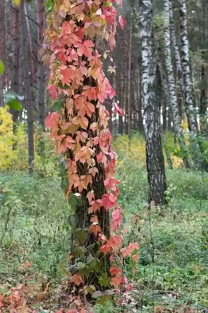 Free download Autumn Tree Bright -  free photo or picture to be edited with GIMP online image editor