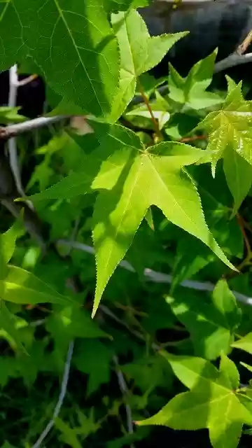 Tải xuống miễn phí Autumn Tree Green - ảnh hoặc ảnh miễn phí được chỉnh sửa bằng trình chỉnh sửa ảnh trực tuyến GIMP