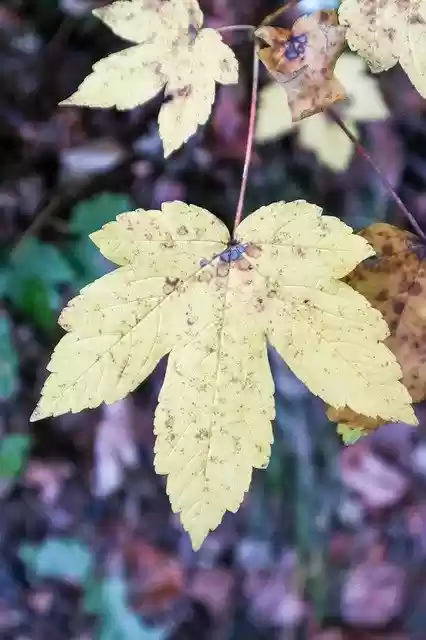 Free download Autumn Yellow Sheet Leaf -  free photo or picture to be edited with GIMP online image editor