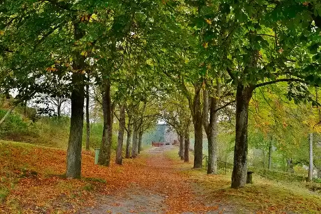 Free download Avenue Trees Fall Colors -  free free photo or picture to be edited with GIMP online image editor