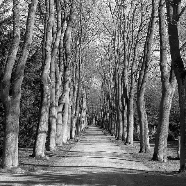 Free download Away Avenue Cemetery Black And -  free photo or picture to be edited with GIMP online image editor