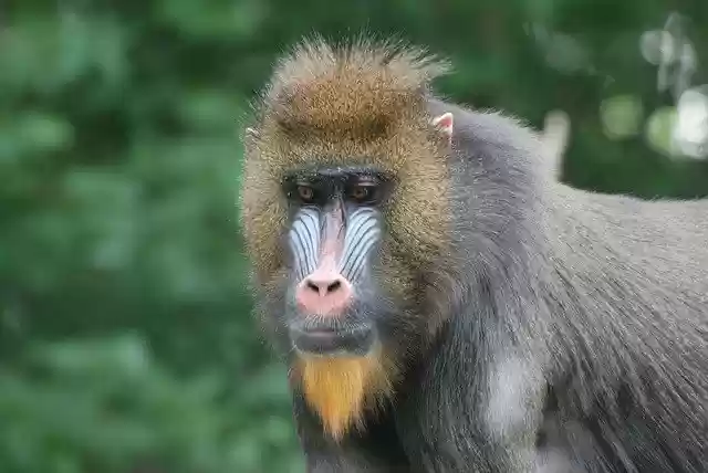 Free download Baboon Zoo -  free photo or picture to be edited with GIMP online image editor