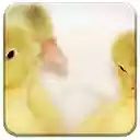 Baby Ducks  screen for extension Chrome web store in OffiDocs Chromium