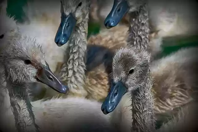 Free download Baby Swan Bird -  free photo or picture to be edited with GIMP online image editor