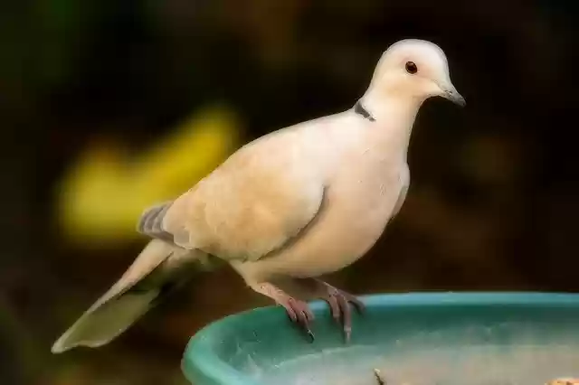 Free download Balkan Dove Bird Nature -  free photo or picture to be edited with GIMP online image editor